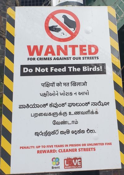 London council apologises for sign warning that people feeding pigeons face five years in prison