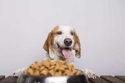 The Right Portion Of Love: How Much Should You Really Feed Your Pet?