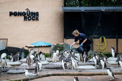 Zoos call for changes to ‘misleading’ weather apps they say can deter visitors