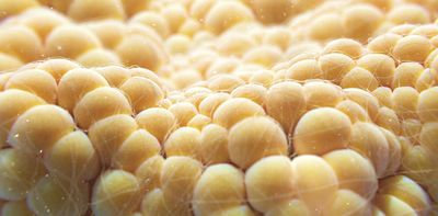 Fat cells burn energy to make heat – making them the next frontier of weight loss therapies