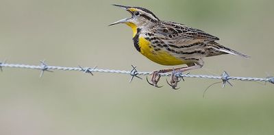 Bird losses are accelerating across North America, particularly in farming regions where agriculture is most intensive