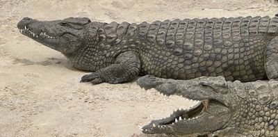 Crocodiles can have extra growth cycles in a year – why this matters for estimating the age of dinosaurs