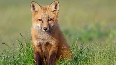 ‘Putting biodiversity in our hands’: British wildlife will soon be celebrated on banknotes