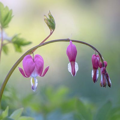 This might be the most whimsical cottage garden plant I've ever seen – it thrives in shade and damp soils