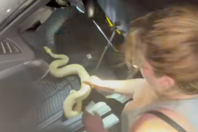 Woman enlists Florida firefighters’ help to get pet python out of car dashboard
