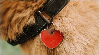 Dog Reunited With Family After Being Missing for Two Years