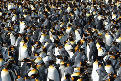 King penguins are the rare species benefiting from a warming world. But that could change