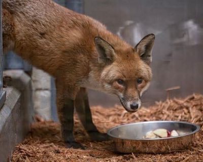 ‘Sly stowaway’ UK fox finds new home at Bronx Zoo after illicit transatlantic trip