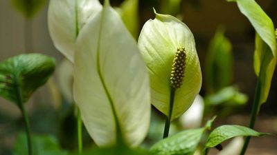 What Your Peace Lily Actually Needs in March – for Even More Elegant Blooms and Naturally Purified Air in Your Home