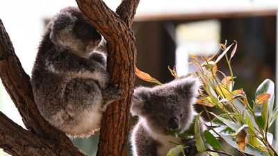 Gassy, koala-threatening coal mine gets state stamp