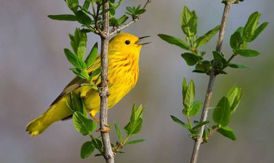 Want more songbirds visiting? 7 changes that bring them to your yard