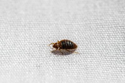 Accidental lab discovery reveals ‘simple thing’ bedbugs fear