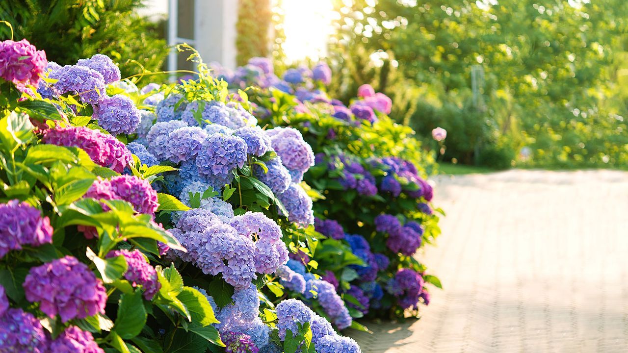 5 plants you need to prune in March for stronger…