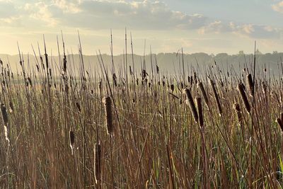 Bird numbers boosted on wetland farming sites, study finds