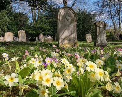 Country diary: Primroses turn a churchyard buttery yellow, heralding spring