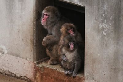 Punch the monkey is being ‘disciplined’ not bullied, insists Japanese zoo