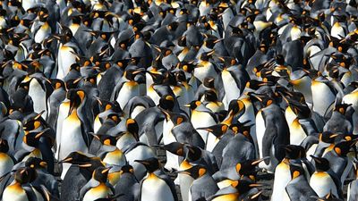 King penguins are getting a boost from climate change – but it might not be good news