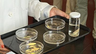 Corneal transplants made from fish scales, the latest medical breakthrough 'made in Spain'.