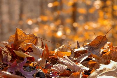 Free Sources of Mulch Many People Overlook