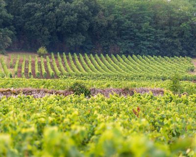 Light red wines for spring drinking