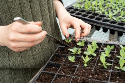 How to Strengthen Seedlings Without Buying Products