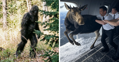 20 Weird Animal Laws That Might Have Gone A Little Too Far