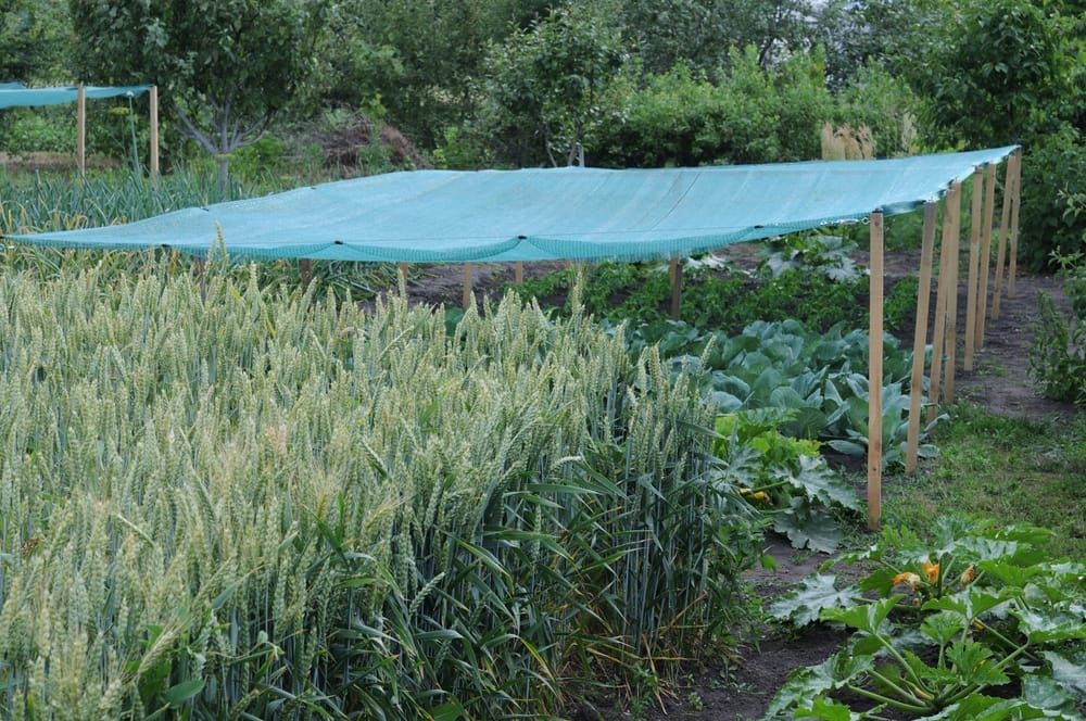 Neting Pic Cheap Netting Alternatives That Actually Work