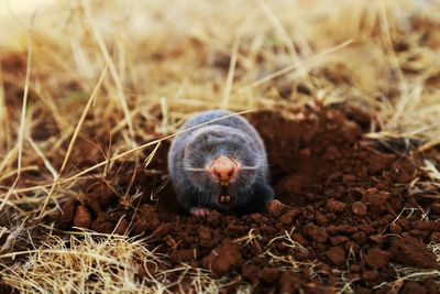 Why Moles Become More Noticeable in Early Spring