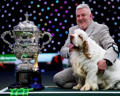 Crufts winner’s animal cruelty conviction prompts complaints to Channel 4