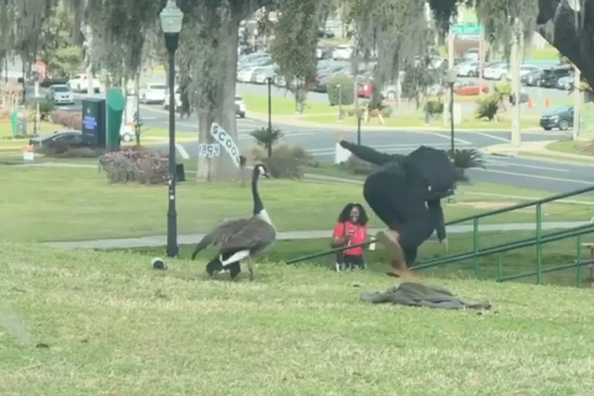 Aggressive goose goes viral after terrorizing Florida…