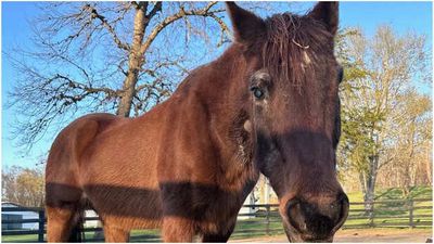Meet Fancy: A Virginia Horse, 37, Who Just Shattered a Guinness World Record