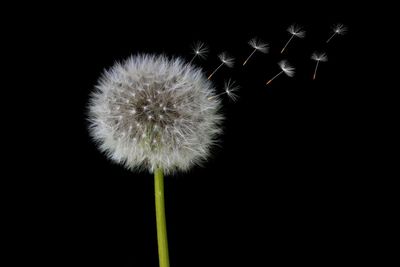 How to Identify Invasive Weeds Early