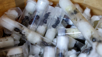 ‘2,000 queen ants in a suitcase’: Chinese man arrested for smuggling live ants in test tubes at Nairobi airport