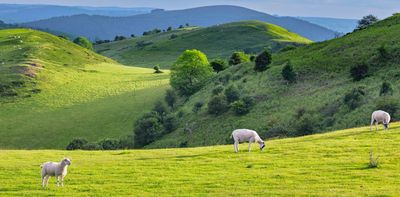 Have we passed ‘peak sheep’?
