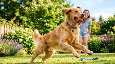 Summer Tips For Dog Owners
