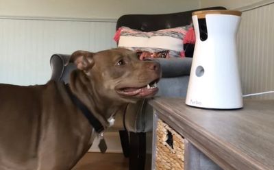 Husband of Met officer found out baby daughter wasn’t his child through the dog camera