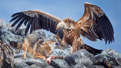Griffon vulture scolds golden jackal in Bulgaria – stunning wildlife photo that could win this photo competition