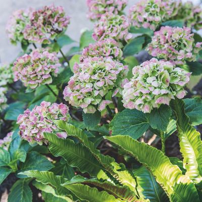 If you have a woody hydrangea, it can be fixed say experts – this is how to revive yours and get an abundance of blooms again this summer