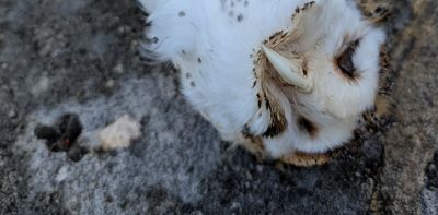 New ban on dangerous rodent poisons is lifeline for our native animals