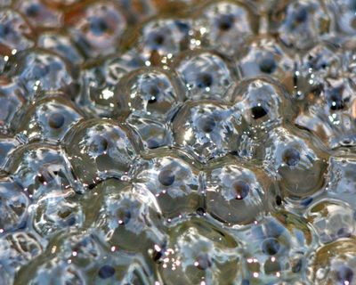 Country diary: Frogspawn returns to the pond I built with my father