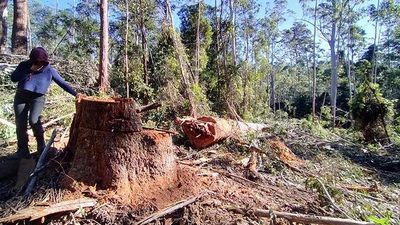 Aboriginal body gets court win in illegal logging case