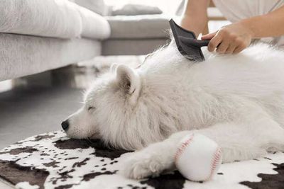 Essential Pet Home Products For Hair And Odor Control