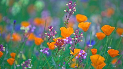 Plant These 7 Dreamy Wildflowers in March for a Garden Buzzing With Bees and Butterflies All Spring and Summer