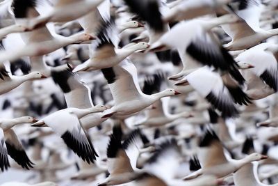 Snow geese take off for the Arctic in mesmerizing sunrise display