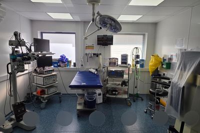 Voices: My search for an expert with owl experience