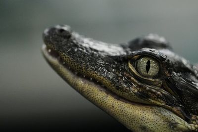 Louisiana's alligator farms raise the reptiles for meat, skins — and conservation