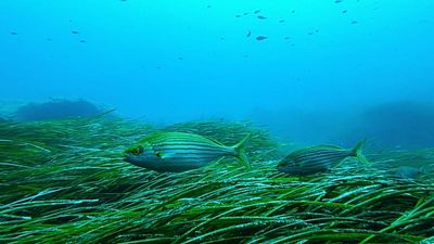 Seagrass is a secret weapon against climate change. Can eco-moorings protect it from boat anchors?