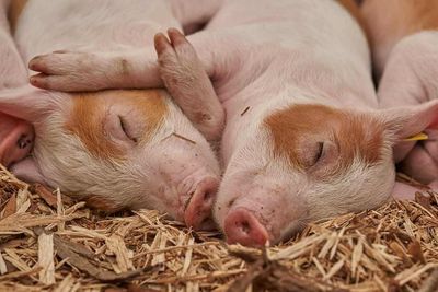Hogs Look to Friday Trade