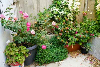 The Truth About Dollar-Store Garden Supplies