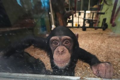 Safari park announces arrival of two chimpanzees
